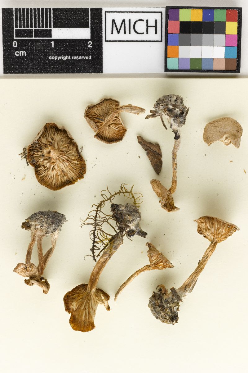 Clitocybe brevipes image