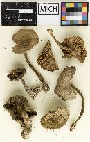 Collybia olivaceobrunnea image