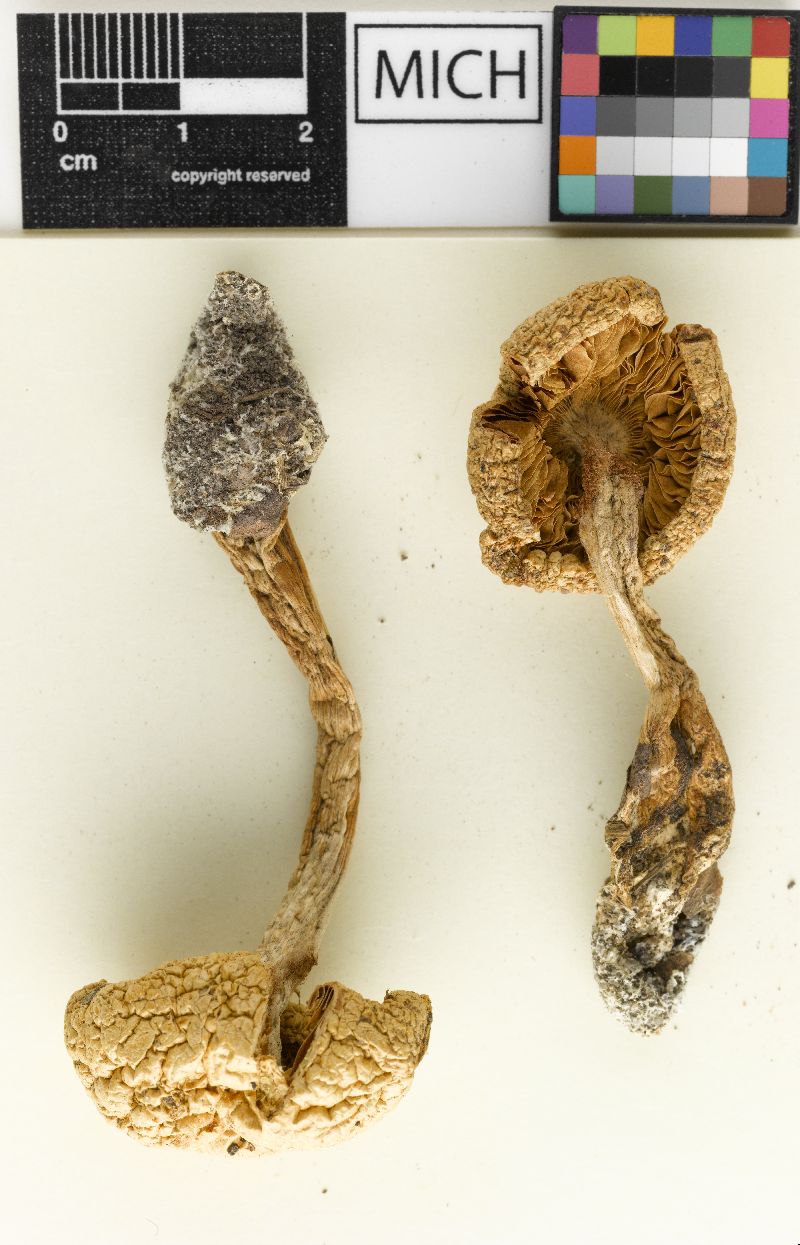 Cortinarius acystidiosus image