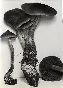 Cortinarius californicus image