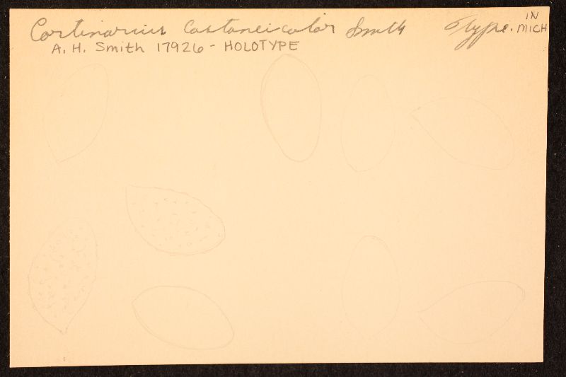 Cortinarius castaneicolor image