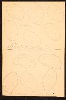 Cortinarius collinitus image