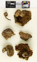 Cortinarius fulmineus image