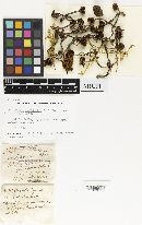 Cortinarius fuscodiscus image