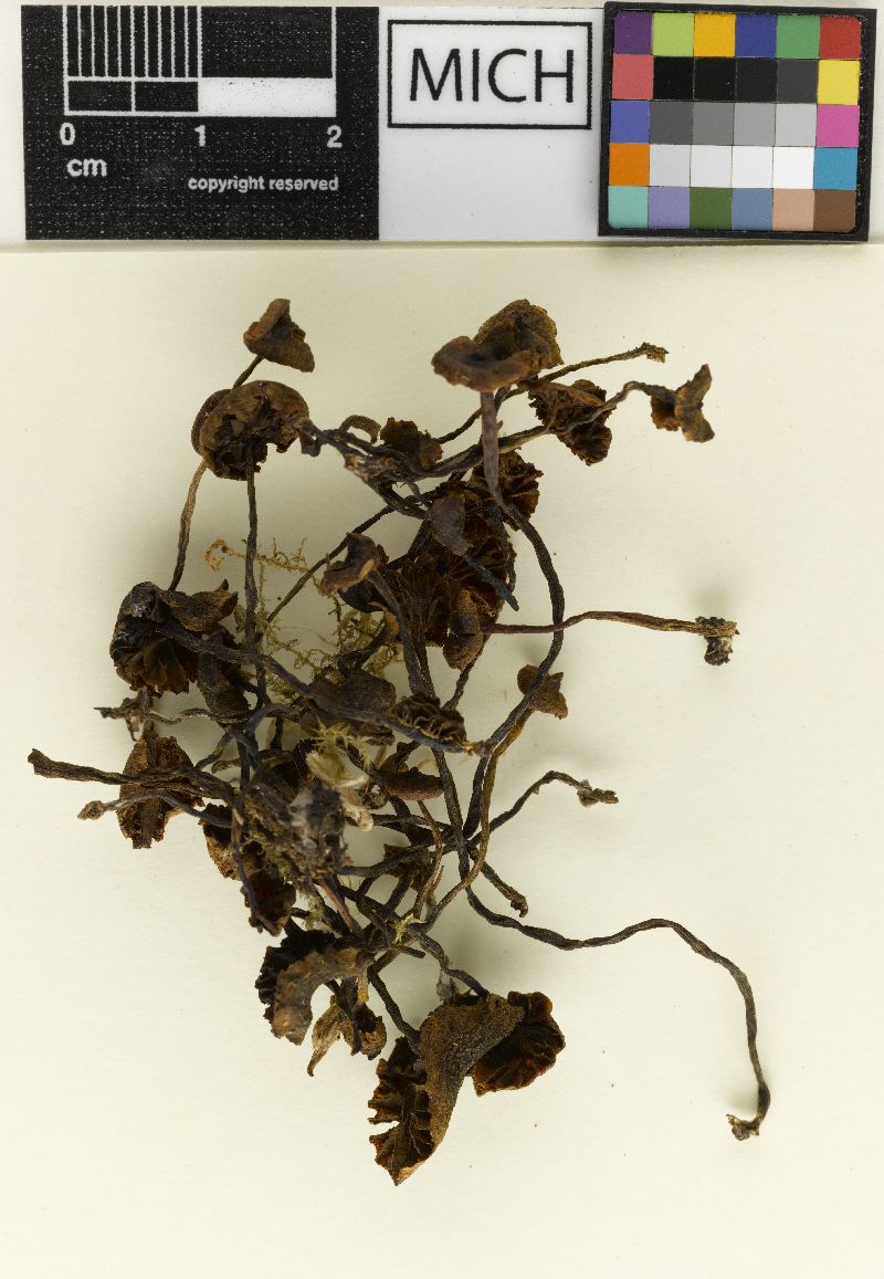 Cortinarius lacorum image