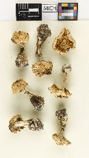 Cortinarius luteoarmillatus image