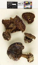 Cortinarius montanus image