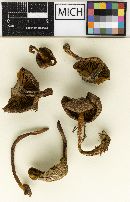 Cortinarius subcroceofolius var. sordidipes image
