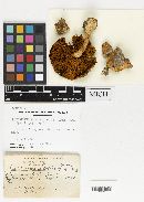 Cortinarius velicopia image