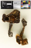 Cortinarius velicopia image