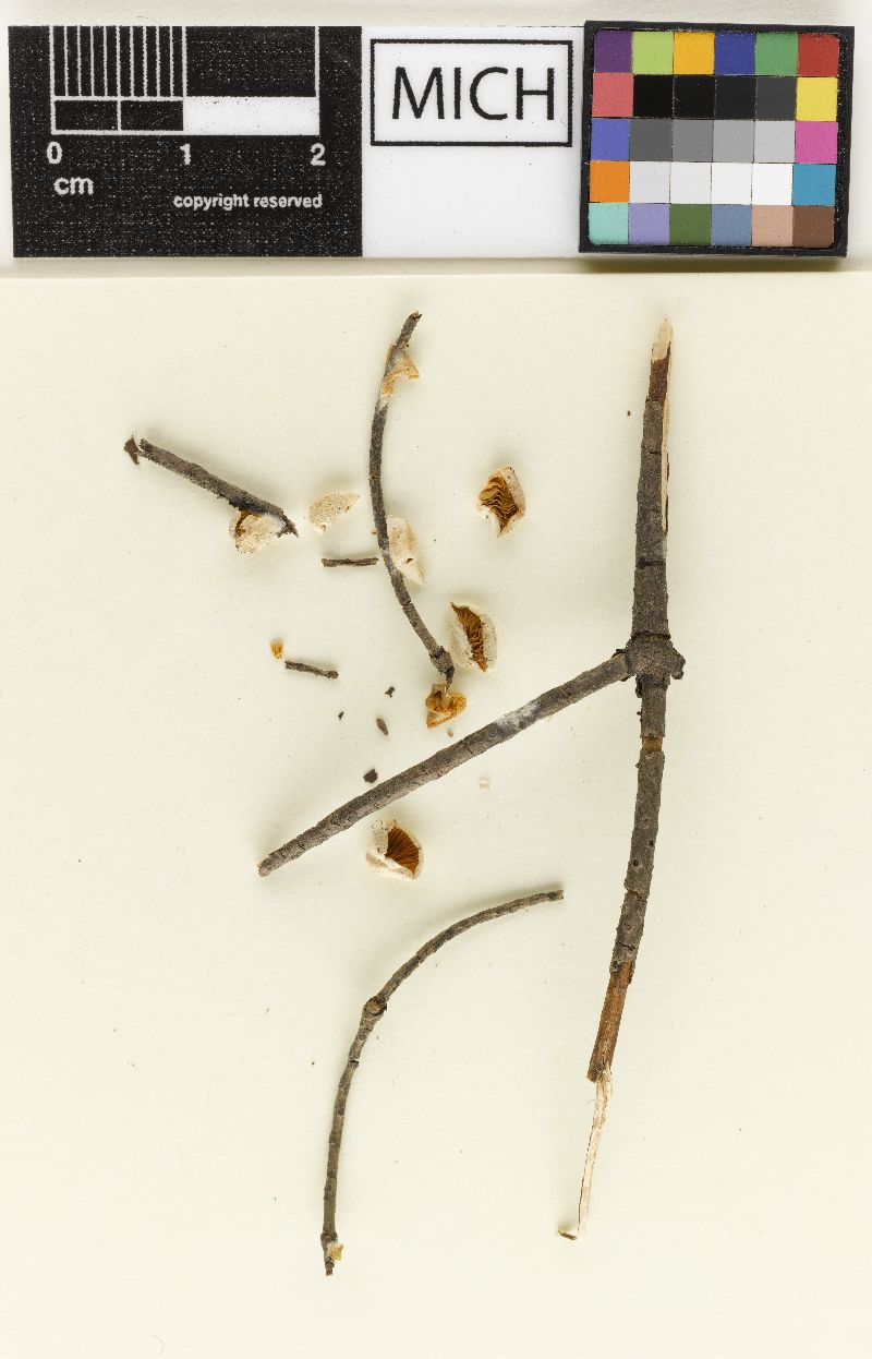 Crepidotus fusisporus var. abietinus image