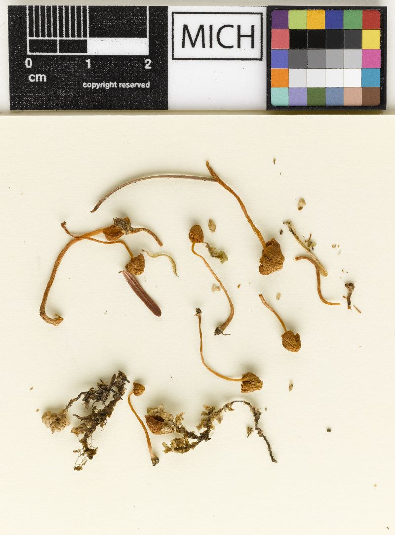 Galerina cerina f. occidentalis image