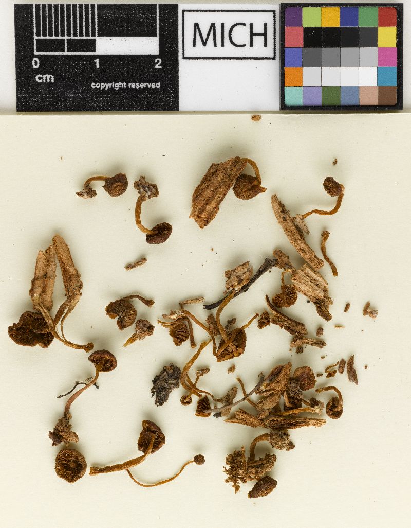Galerina laticeps image