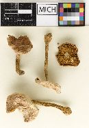 Hebeloma bicoloratum image
