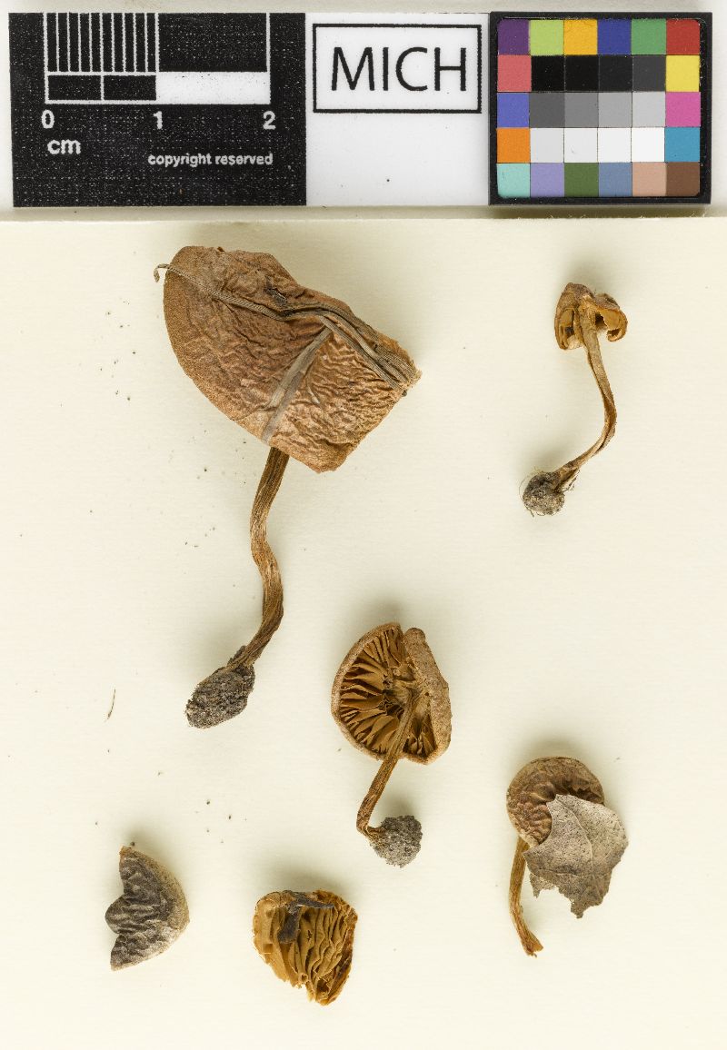 Hebeloma pumiloides var. sylvestre image