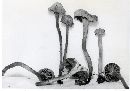 Camarophyllopsis hymenocephala image