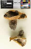 Hygrophorus russuliformis image