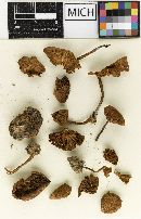 Kuehneromyces alpinus image