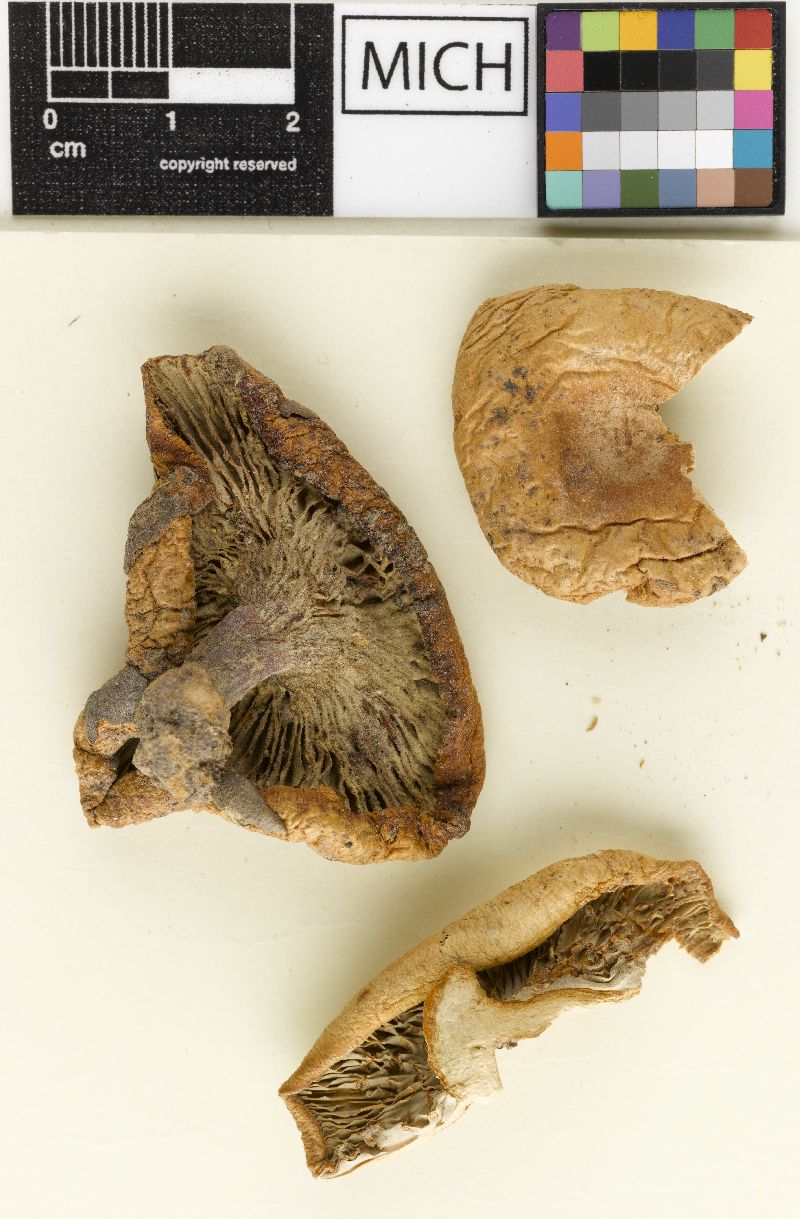 Lactarius albolutescens image