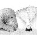 Lactarius pseudodelicatus image