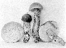 Leccinum griseonigrum image