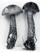 Leccinum snellii image