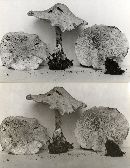 Cystolepiota fumosifolia image