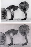 Lyophyllum lubricum image