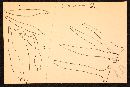 Mycena albissima image