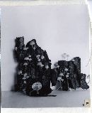 Mycena madronicola image