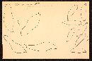 Mycena paucilamellata image