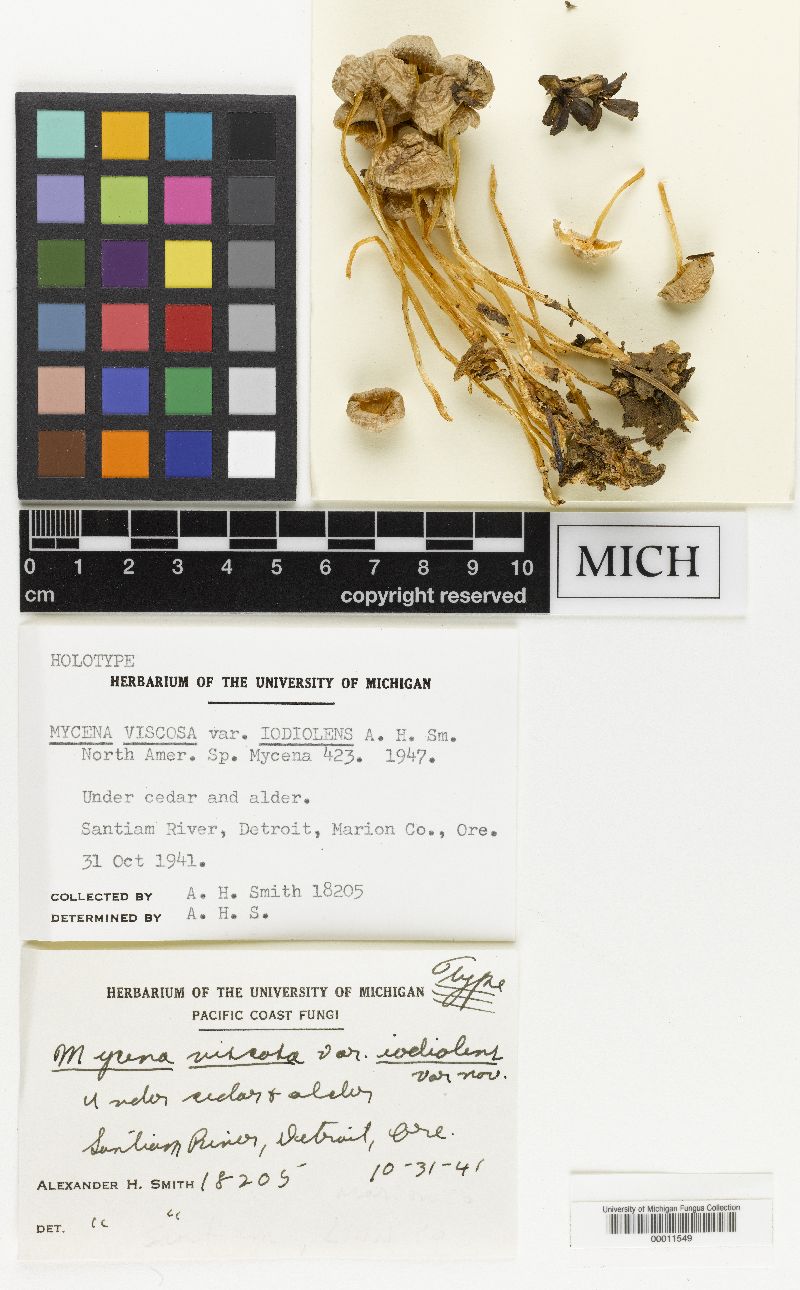 Mycena viscosa var. iodiolens image