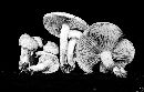 Pholiota lutescens image