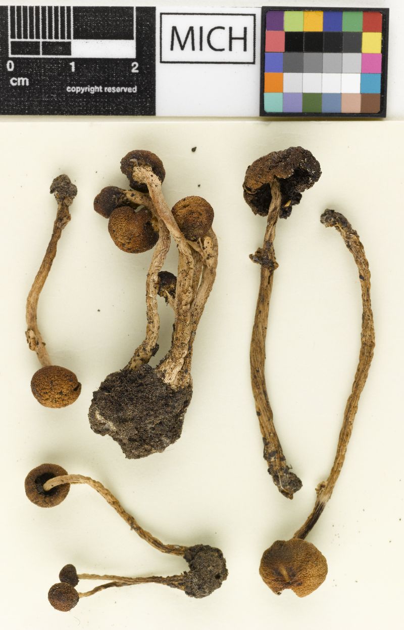 Psathyrella albanyensis image