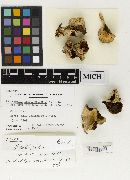 Psathyrella albocinerascens image
