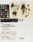 Psathyrella circellatipes var. microspora image
