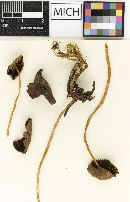 Psathyrella griseifolia image