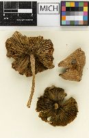 Psathyrella hortensis image