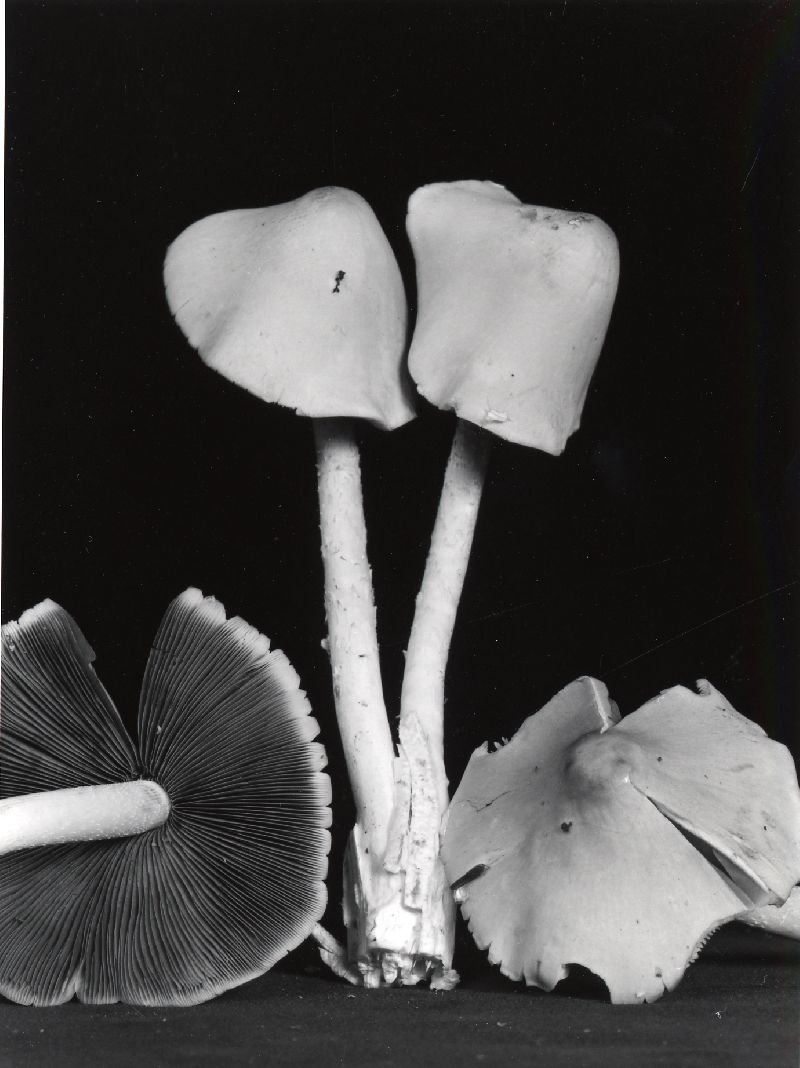 Psathyrella huronensis image
