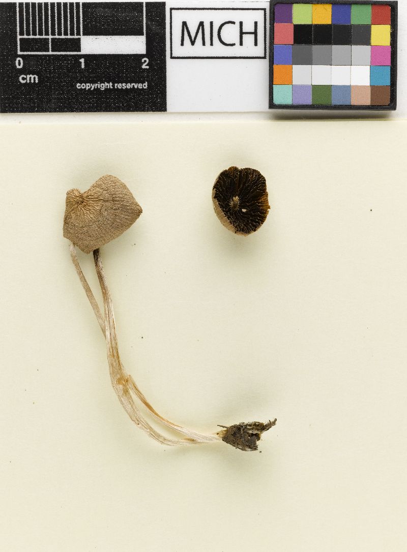 Psathyrella latispora image