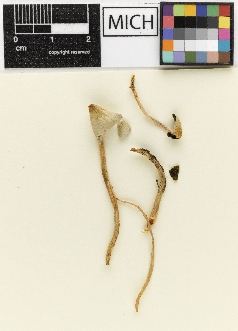 Psathyrella pellstonensis image