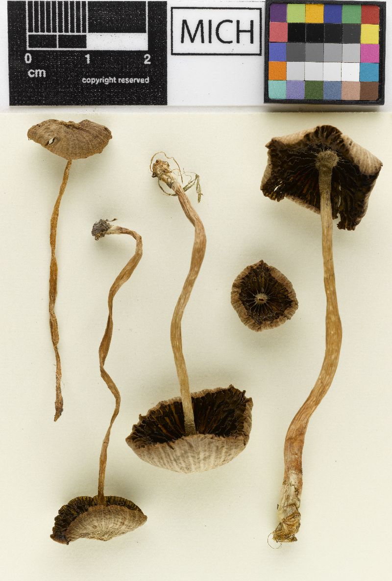 Psathyrella pseudofoenisecii image