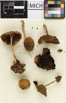 Psathyrella pseudolactea image