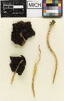 Psathyrella pseudolongipes image