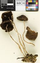 Psathyrella undulatipes image