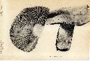 Russula ochroleucoides image