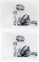 Gastroboletus scabrosus image