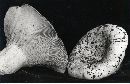 Russula brevipes var. brevipes image