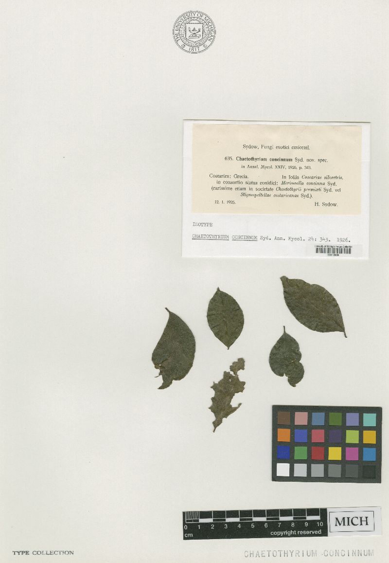 Chaetothyriaceae image