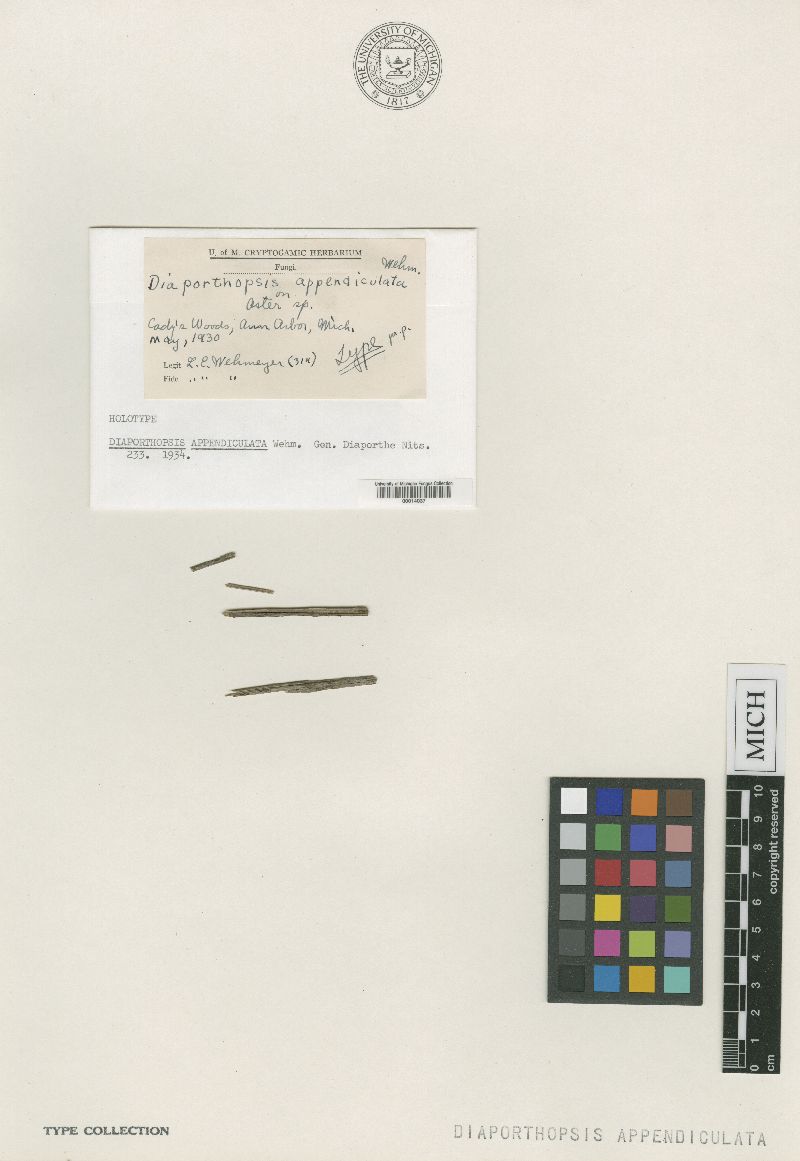 Diaporthopsis appendiculata image